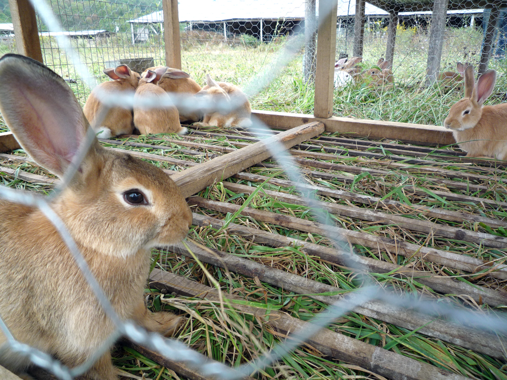 Flickr Rabbit Farm rabbits_at_polyface_farm - Practical Sustainability