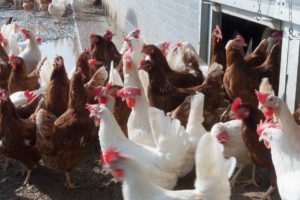 chickens for poultry farming