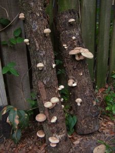 mushroomlog