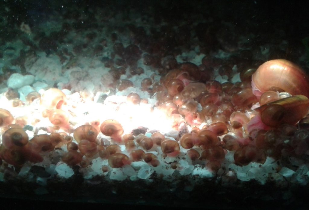 Snails thriving in aquaponic aquarium 