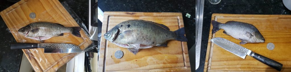 Aquaponic Silver Perch results